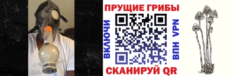 blacksprut   Неман  Псилоцибиновые грибы Magic Shrooms 